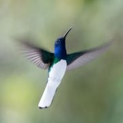 hummingbirds-4