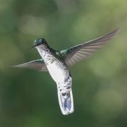hummingbirds-5