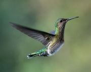 hummingbirds-7