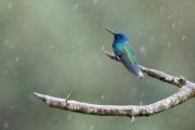 hummingbirds-8