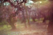 plum-13