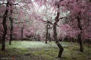 plum-5