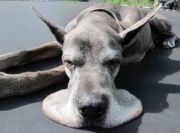 funny-animal-4