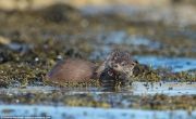 UK-Wildlife-15