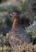 UK-Wildlife-16