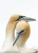 UK-Wildlife-18
