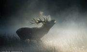UK-Wildlife-20