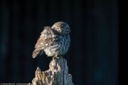 UK-Wildlife-21