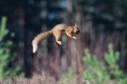 UK-Wildlife-25