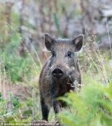 UK-Wildlife-26