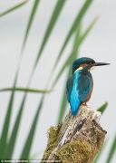 UK-Wildlife-30