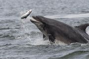 UK-Wildlife-34