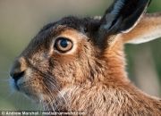 UK-Wildlife-35