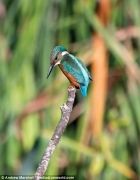 UK-Wildlife-4