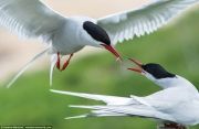 UK-Wildlife-5