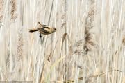 UK-Wildlife-6