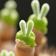 cute-rabbit-succulents-monilaria-obconica-4-58c7a2478ba60605
