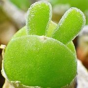 cute-rabbit-succulents-monilaria-obconica-9-58c7a250bd119605