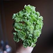 rose-shaped-succulents-greenovia-dodrentalis-1-58f9a4f5059dc700
