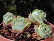 rose-shaped-succulents-greenovia-dodrentalis-58f9acbd37130700