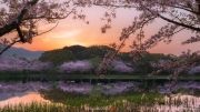 I-Captured-Sakura-Bloom-In-Japan-58f8c9c193892880