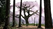I-Captured-Sakura-Bloom-In-Japan-58f8d61fab4a1880