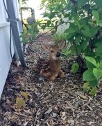animals-visiting-people-159-59101b0118f10605