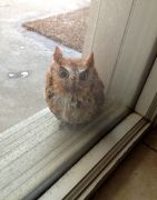 animals-visiting-people-164-5910205c4561c605