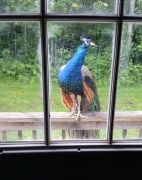 animals-visiting-people-186-5911659a473f7605