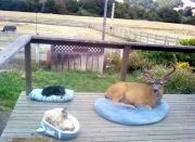 animals-visiting-people-192-59116db92ea38605