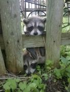 animals-visiting-people-315-591167da7798b605