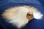 animal-hair-61-58fdd22da1f8b700