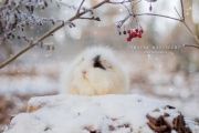 candyinthesnowbyapopfrauks-davusun-5901e0eada331700