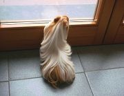 long-haired-guinea-pigs-58fdde48d75f4700