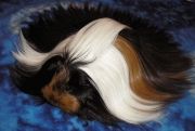 long-haired-guinea-pigs-58fddfadd8e16700