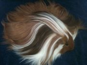 long-haired-guinea-pigs-58fde19b5375f700