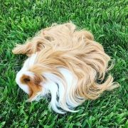 long-haired-guinea-pigs-58fde6cb65da6700