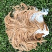 long-haired-guinea-pigs-58fde6ce7d342700