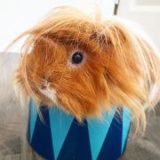 long-haired-guinea-pigs-58fde7bfbb3a1700