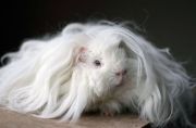 long-haired-guinea-pigs-591070afac4f4700
