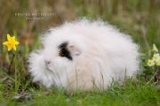 piggishspringfeverbyapopfrauks-db3l1fl-5901e0d122516700