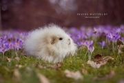 springisfinallyherebyapopfrauks-db167pi-5901e0f88ab18700