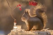 Squirrel-photos6880