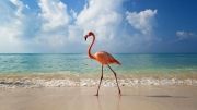 pink-flamingo-day-2017-5924320abd95f880