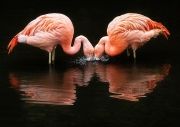 pink-flamingo-day-2017-592432eb3d4bd880