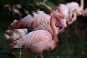 pink-flamingo-day-2017-592435fc44d84880