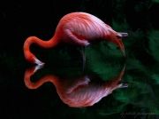 pink-flamingo-day-2017-592437f0be2a2880