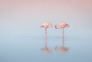 pink-flamingo-day-2017-5926aa220ee73880