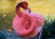 pink-flamingo-day-2017-5926c2b9181aa880