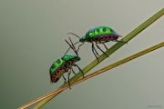 I-am-bored-Macro-Photographer-598027365a0af880